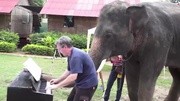 泰国一大象乐感惊人 会弹钢琴打节拍