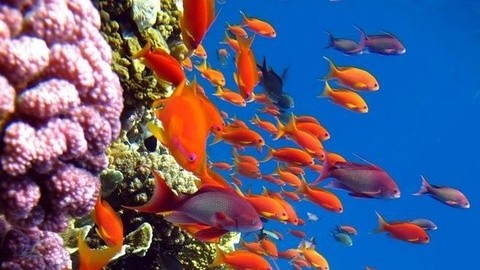 寻找最美珊瑚鱼