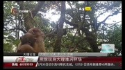 熊猴现身大理漕涧林场资讯高清正版视频在线观看–爱奇艺