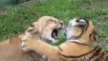 这场面你吓到了吗？狮子和老虎打架 谁更凶猛？