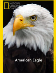 国家地理：美国之鹰