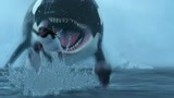 两只鲨鱼为了争夺企鹅狠狠的撞到了一起