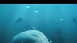 《巨齿鲨》一万米的大型掠食生物从另一个方向看这部剧
