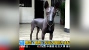  雕塑?真狗?无毛犬因照片走红资讯搜索最新资讯爱奇艺