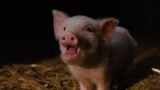 可爱猪猪迎新年清晨！歪果的猪猪竟然都会说话？