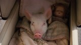 把猪当孩子养？和奶瓶睡摇篮猪年的猪猪竟然有这么好的待遇？