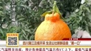 四川蒲江丑橘开采生活公社新鲜品尝＂第一口＂资讯高清正版视频在线观看–爱奇艺