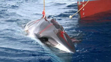 鲸鱼复仇？攻击日本渡轮