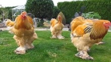 世界上最大的鸡，人称“鸡中霸王”，不仅美味还能当宠物养！