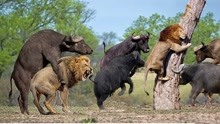 狮子杀入水牛群，老水牛暴怒瞬间，镜头记录老虎悲惨全程