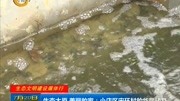 生态太原 美丽的家:小店区宋环村的华丽转身资讯高清正版视频在线观看–爱奇艺