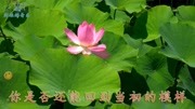 陈雅森一首《温柔乡》太好听了,声声柔情,越听越想听!音乐背景音乐视频音乐爱奇艺