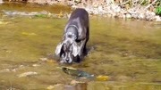 热心肠的狗子，想把水里的鱼拖上岸，鱼：你是不是傻！