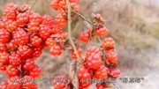 这种野果,是农村孩子小时候的零食,叫做山莓,果子为红色很好吃生活完整版视频在线观看爱奇艺