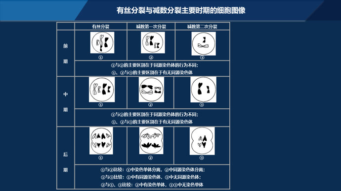 减数分裂染色体,dna,染色单体数量变化