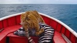少年派的奇幻漂流：这只猴子晕船了，小男孩竟拿出救生服给他穿！