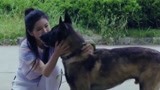 战狼犬：微笑被人强行带走，还好反应过来，自己跳车逃出来！