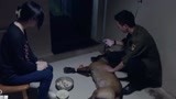 战狼犬：狼犬旧疾复发，生命垂危，一直在等见女主人最后一面！
