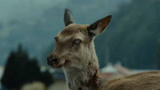 高分灾难电影《釜山行》城市陷入瘫痪，竟是一头小鹿引发的灾难