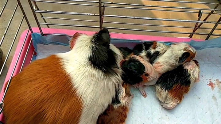 荷兰猪连生5只小宝宝,小亮邻居围观,见证母爱伟大一刻