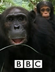 黑猩猩家族的命运
