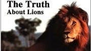 狮子的真相