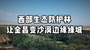 西部生态防护林,让金昌变成沙漠边缘绿城资讯完整版视频在线观看爱奇艺