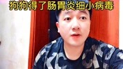 狗狗得了肠胃炎咋办?狗狗得了细小病毒咋办?原创完整版视频在线观看爱奇艺