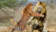 老虎打不过狮子？老虎和狮子争霸，究竟谁会更胜一筹？