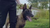 战狼犬：李旭帆没办法养微笑，送他到训练基地，微笑有的玩了！