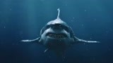 夺命巨鲨：两对情侣海上逃生，遇到了鲨鱼攻击，这下好看了