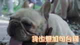 《喵，请许愿》花絮：那些特别的可爱演员们  