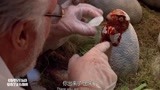 侏罗纪公园：霸王龙孵化过程，没想到刚出生的它还挺可爱