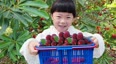 可乐农场采摘水果，满满的一篮子杨梅，终于可以做杨梅甘露了
