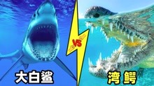 大白鲨vs湾鳄，当虎鲸杀手遇到老虎克星，谁会笑到最后呢？