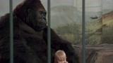 小鬼当街：笨贼想将宝宝从猩猩身边抢走，结果被猩猩当场拍飞！