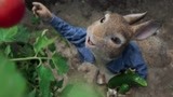 比得兔：小兔子偷菜竟这么嚣张，被农场主发现，太难了
