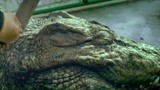 《百万巨鳄》：光头叔宰杀巨鳄，但不辛出现意外，太凶残了！