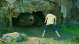 百万巨鳄：小男孩在池塘边捡试卷，挑逗凶猛鳄鱼