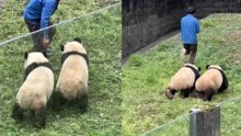 可爱！大熊猫双胞胎并排跑屁股一扭一扭的 网友：原来熊猫是内八