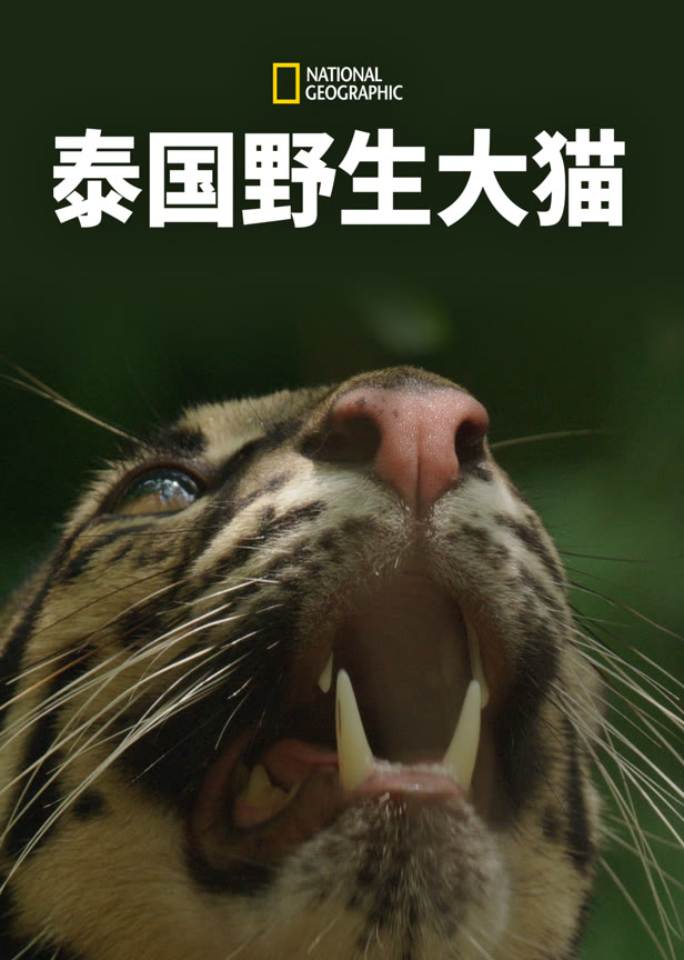 泰国野生大猫