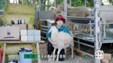 种地吧：李昊带农家乐客人拍照，怎料小羊调皮越狱，太尴尬了