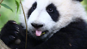 韩国市长请求中国赠送一对大熊猫，中国驻韩国大使：将转达