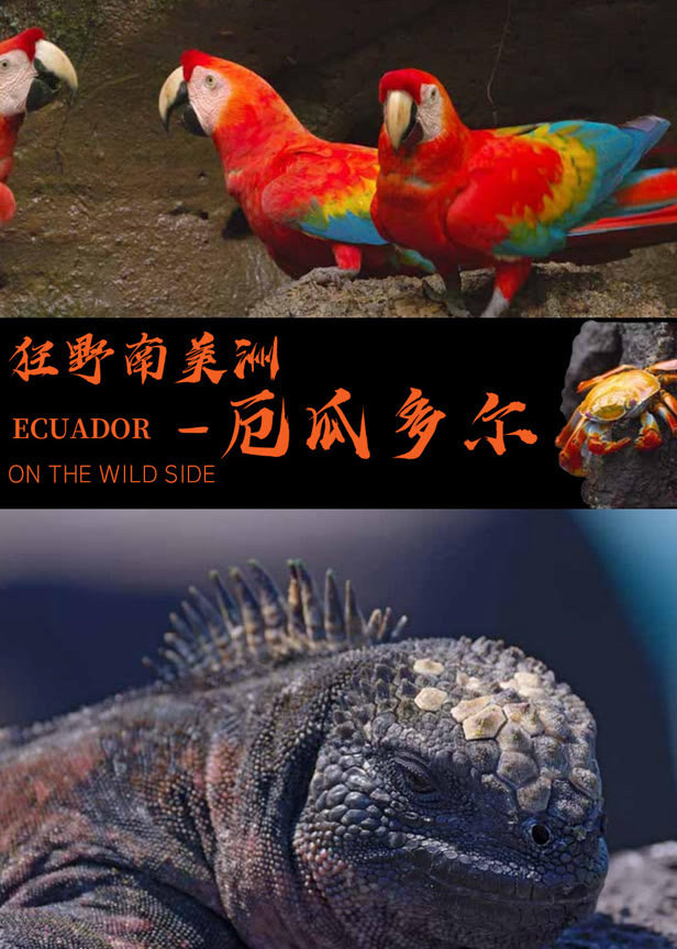狂野南美洲——厄瓜多尔英文版