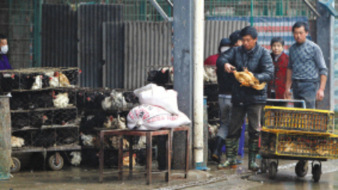 杭州市主城区将不重启活禽交易