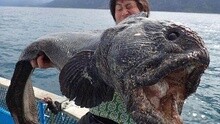 震惊！日本福岛核电站附近钓出巨型怪鱼
