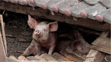 熊本地震现“猪坚强”被救后送往屠宰场