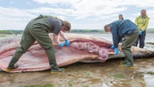英国海滩发现巨型须鲸死尸 工作人员现场解剖