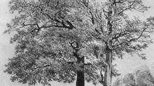 v_113025274_m_601_220_124.jpg