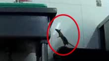 暗访海底捞老鼠爬进食品柜 火锅漏勺掏下水道